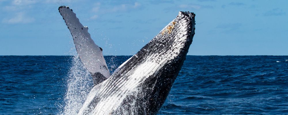 Avistamiento de ballenas jorobadas en la Bahía de Samaná