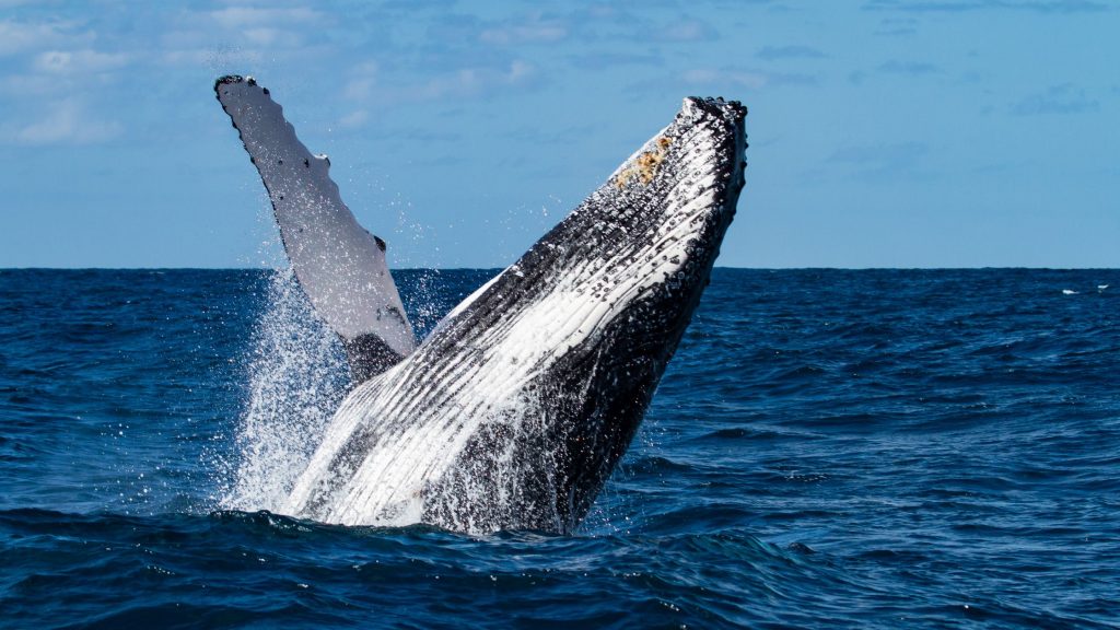 Humpback Whale Watching in Samaná