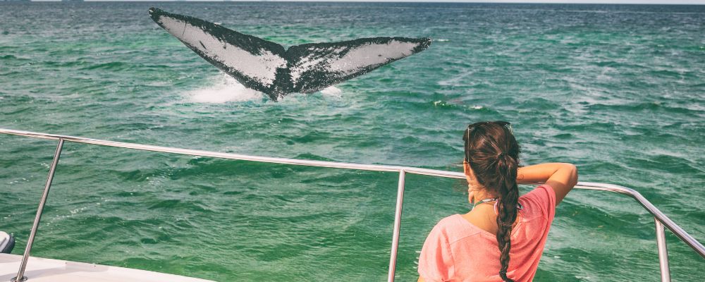 Avistamiento de ballenas jorobadas en la Bahía de Samaná