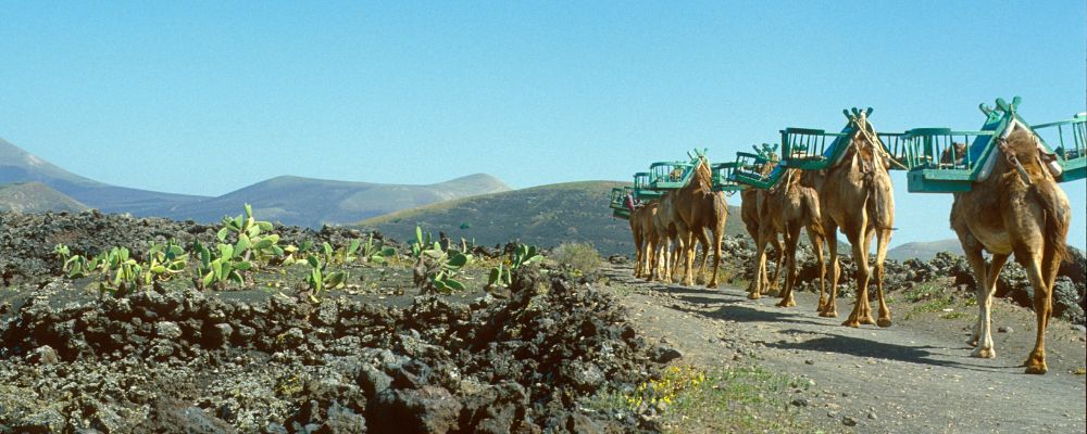 5 Excursiones en Tenerife que no te puedes perder