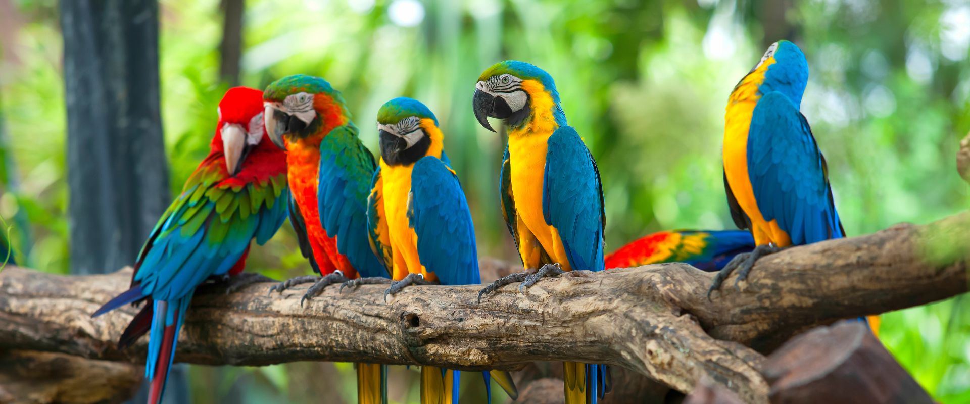 Planes para hacer con niños en Tenerife