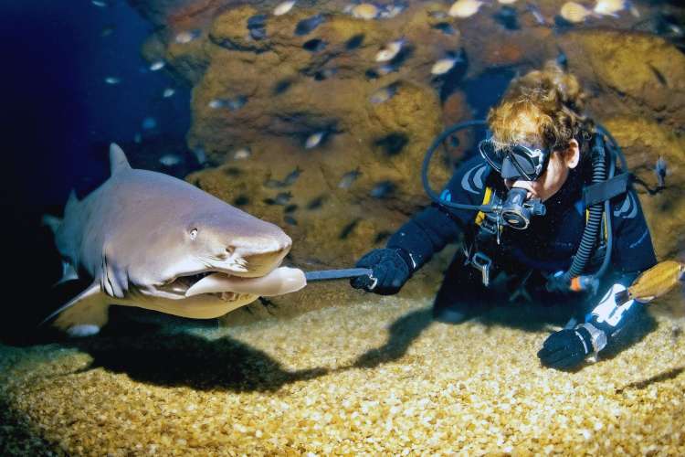 Shark-aquarium-Mallorca