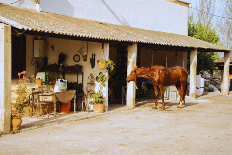 Paseo-a-caballo-playa-Son-Baulo-Mallorca