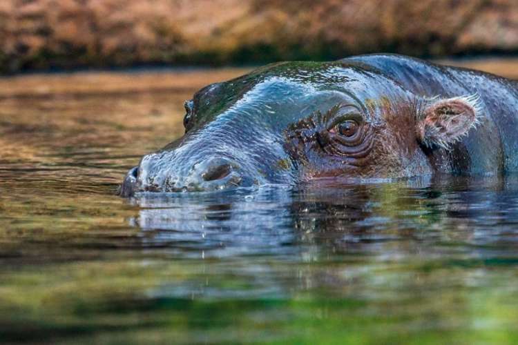 Hipopótamo-parque-Tenerife