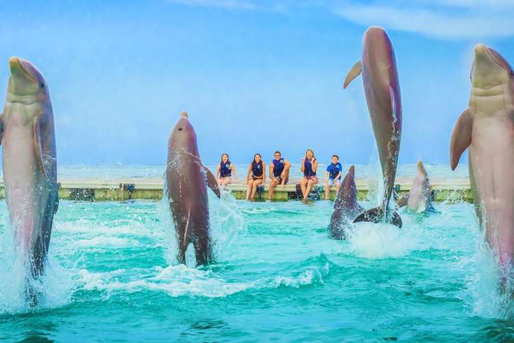Woman-swimming-with-dolphins-Punta-Cana