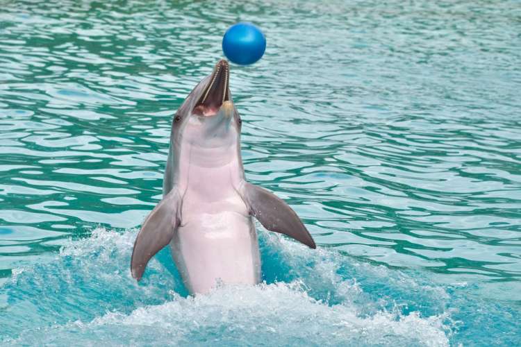 Delphin-spielende-Punta-Cana