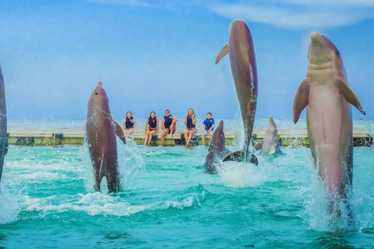 Delphin-Schmuse-Mädchen-Punta-Cana