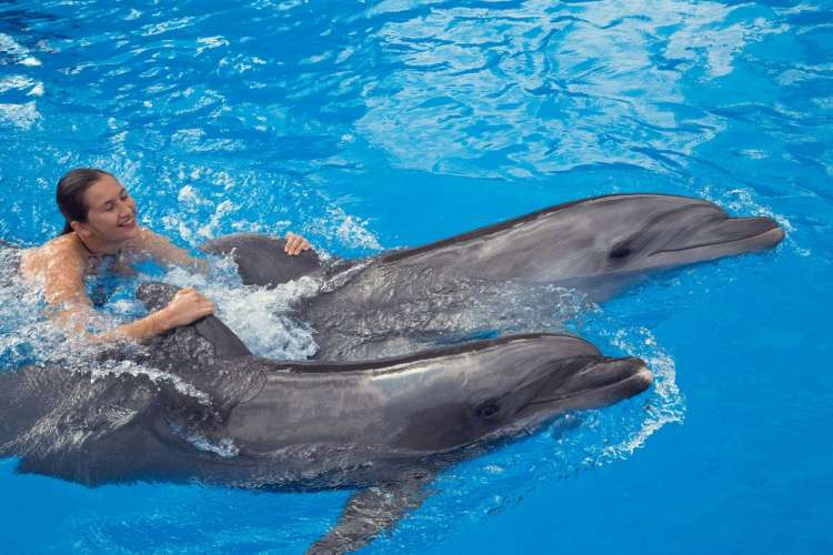 Man-swimming-with-two-dolphins-Punta-Cana