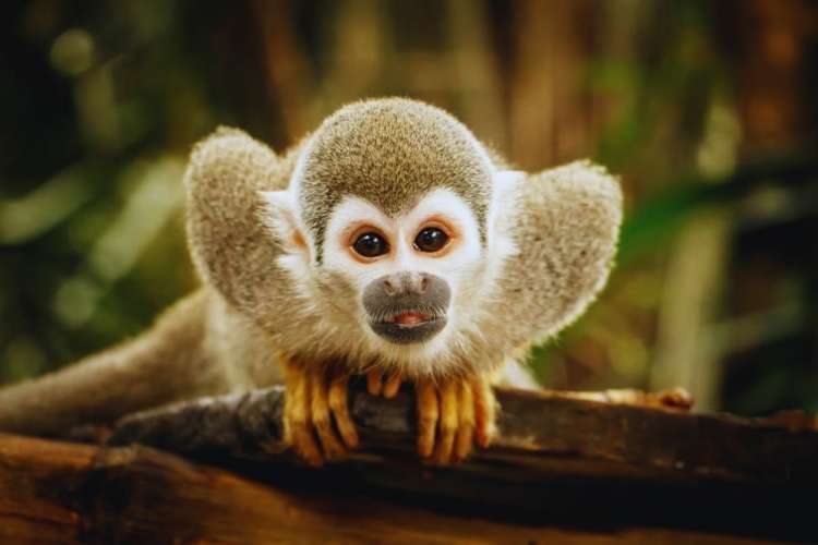 Monkey-squirrel-Punta-Cana