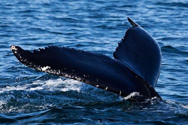 Whale-Punta-Cana