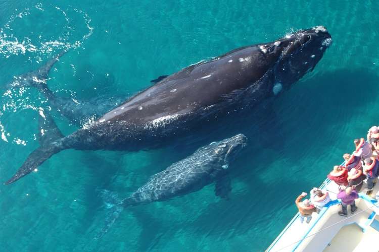 whale-watching-group-Punta-Cana