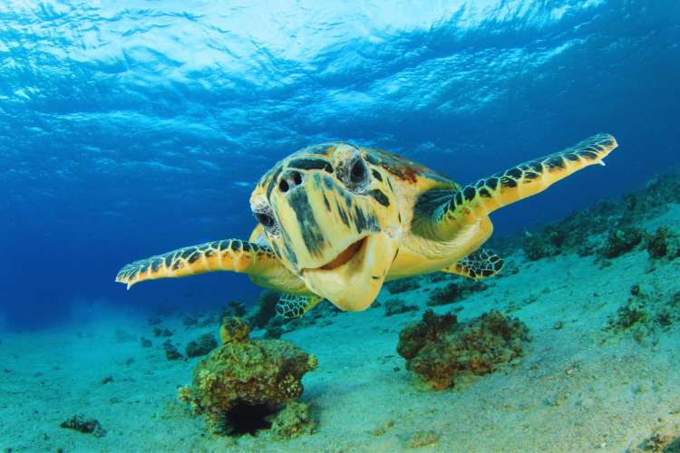 Sea-turtle-Punta-Cana