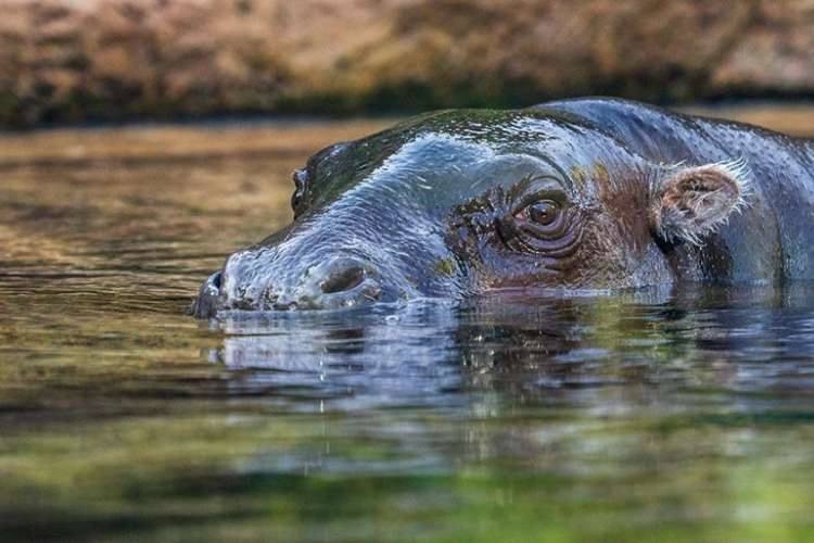 hippopotamus-loro-park-Tenerife