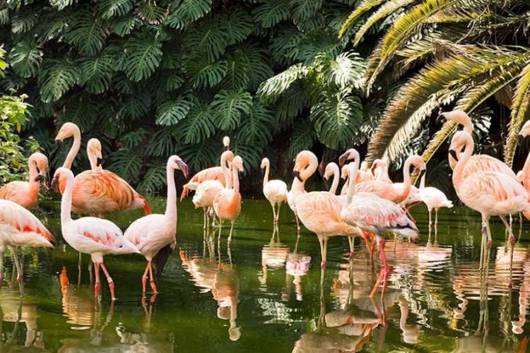 Flamingos-im-loro-Park-Teneriffa
