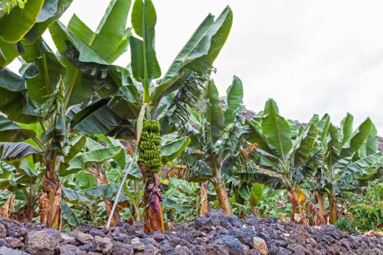 panorámica-plantación-de-plátanos-Tenerife