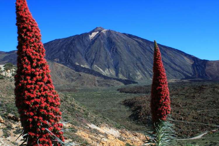 Tajinaste-Rojo-planta-típica-Teide