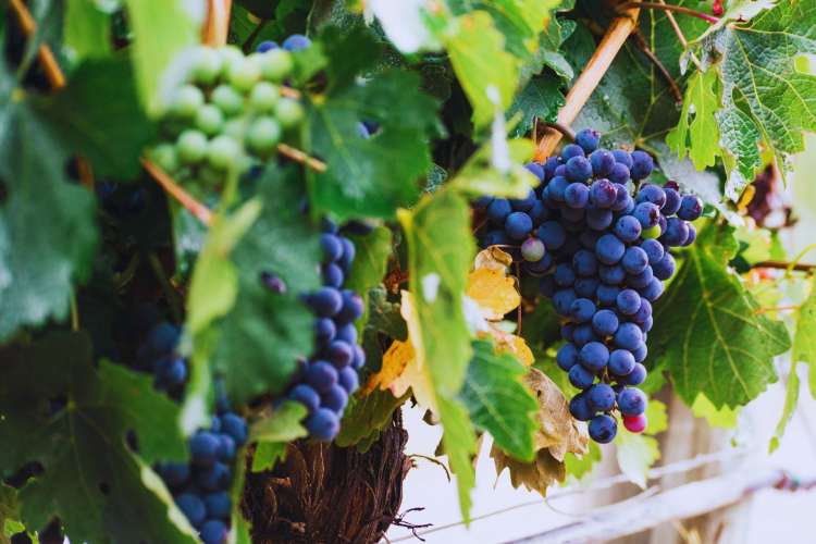 vineyard-grape-Montserrat-Barcelona