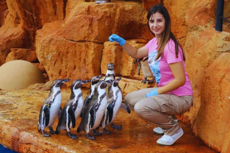 Pingüinos-Mallorca
