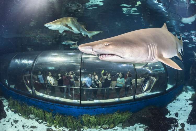 Shark-aquarium-Barcelona