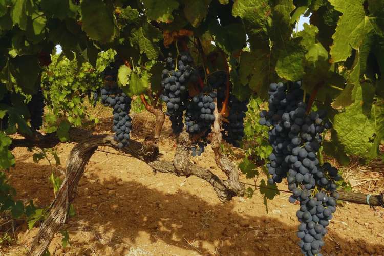Mallorca-Vineyards