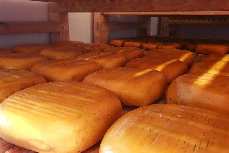 Queso-mahonés