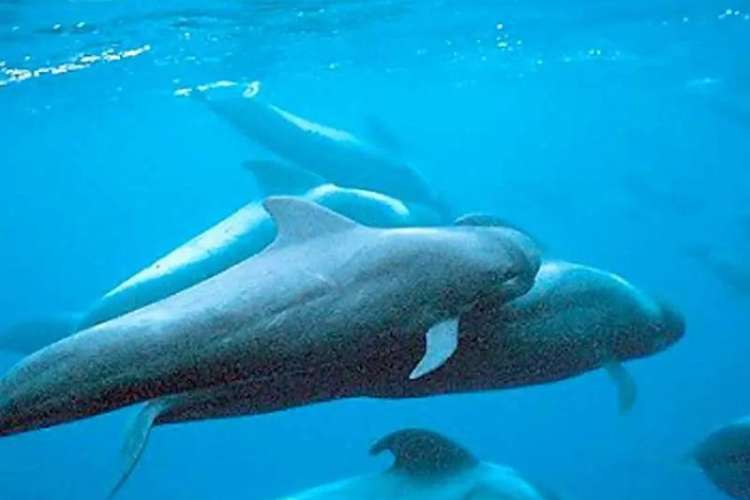 Cetaceans-Tenerife