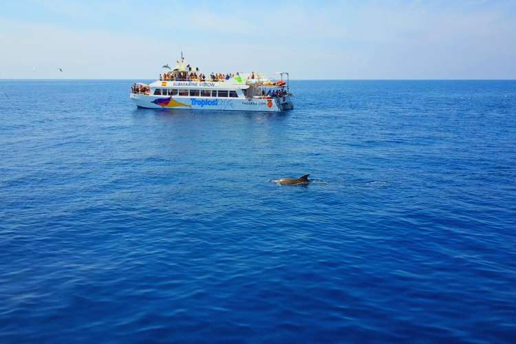 Dolphin-watching-Mallorca