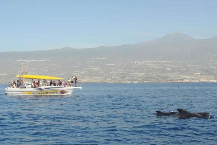 Panorámica-avistamiento-de-cetáceos-Tenerife