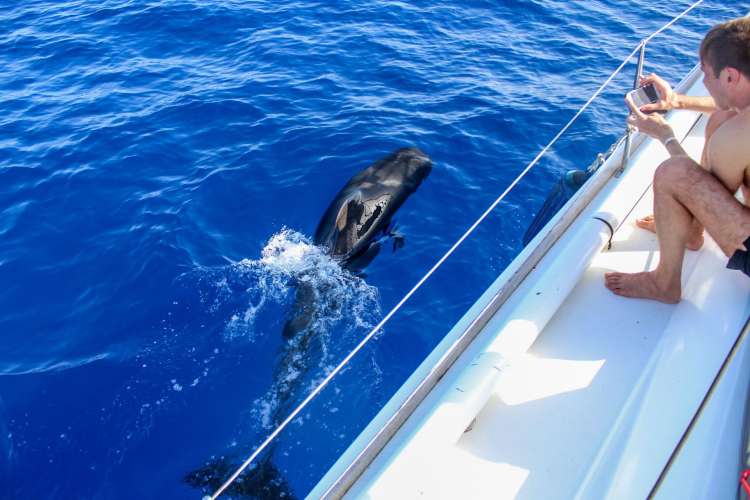 Avistamiento-de-cetáceos-Costa-Adeje