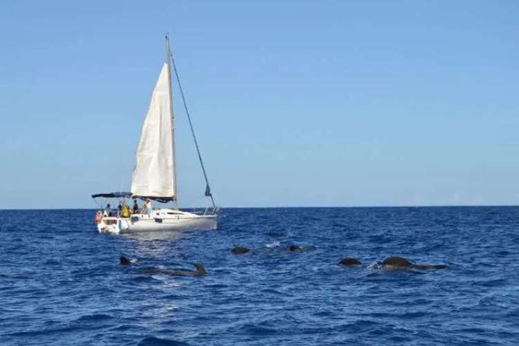 Avistamiento-de-cetáceos-velero-Galatea