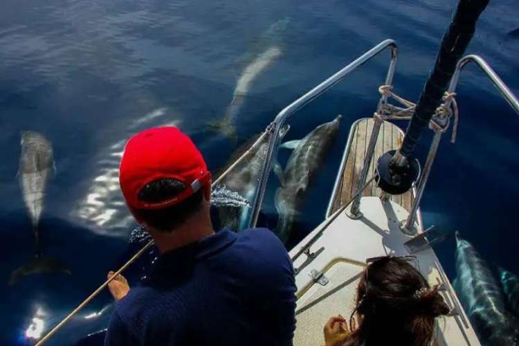 Delfinbeobachtung-mit-dem-Segelboot-Galatea