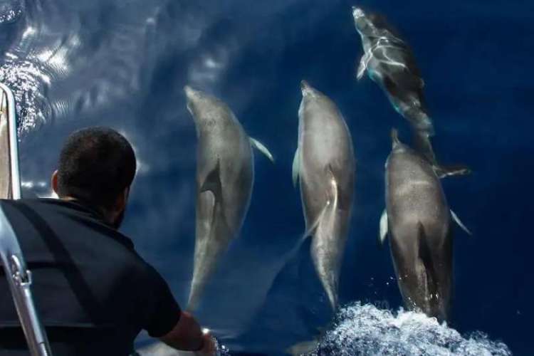 Dolphin-watching-in-Tenerife