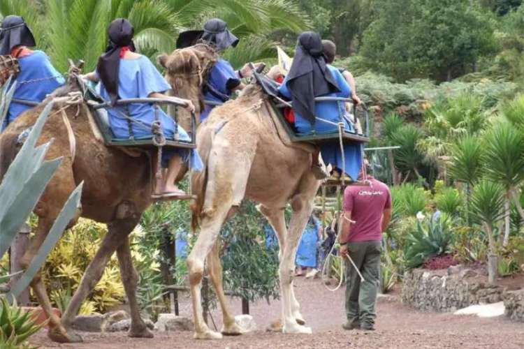 Camel-ride-in-Tenerife