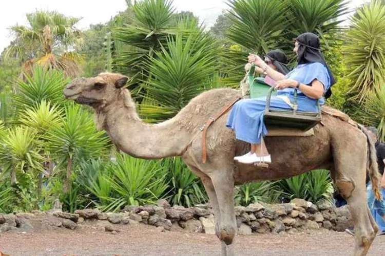 Camel-ride-through-a-natural-landscape