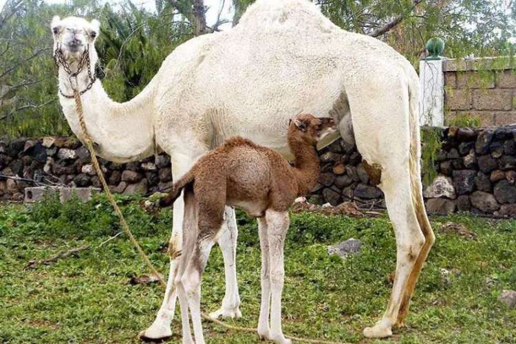 Kamel-und-sein-Nachwuchs-auf-Teneriffa