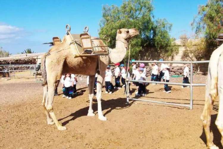 Schoolchildren-visiting-Camel-Park