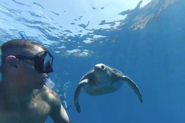 Snorkel-con-tortugas-en-Tenerife