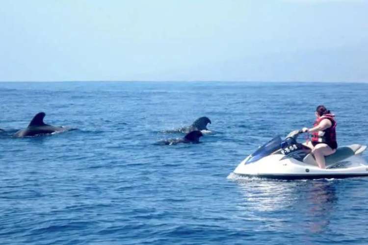 Moto-acuática-y-cetáceos-en-Tenerife