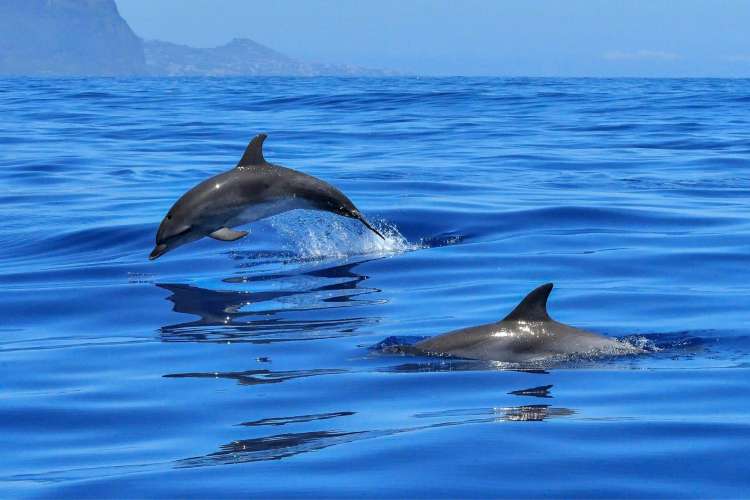 Delfines-en-el-océanos-pacífico