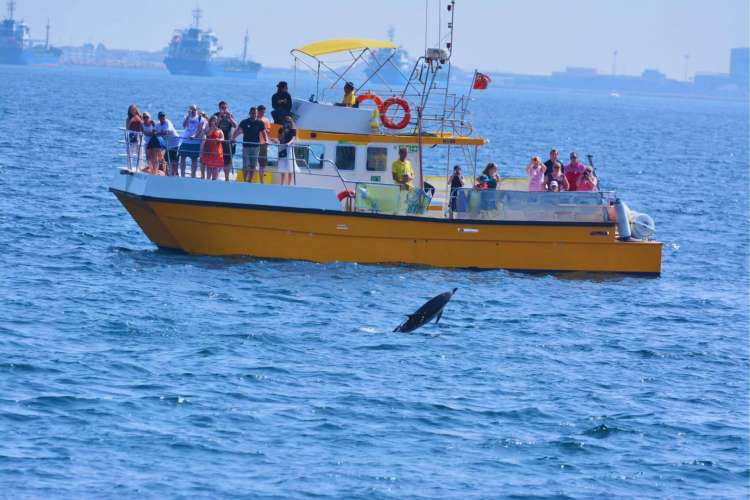 Delfinbeobachtung-in-Gibraltar