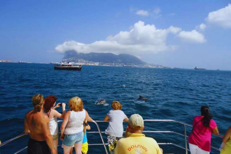 Cetaceans-in-the-Waters-of-Gibraltar