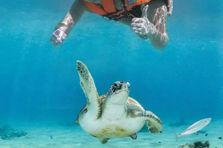 Nadar-con-tortugas-en-Cancun