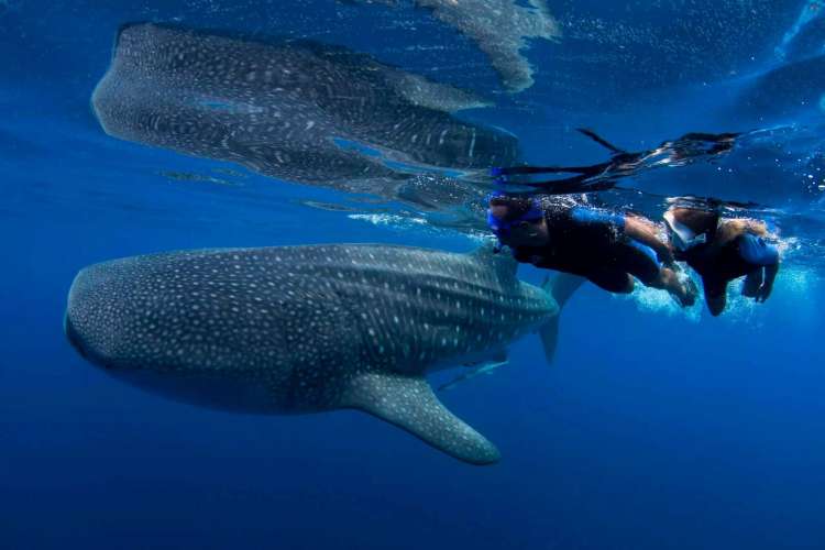 Erlebnis-des-Schwimmens-mit-einem-Walhai