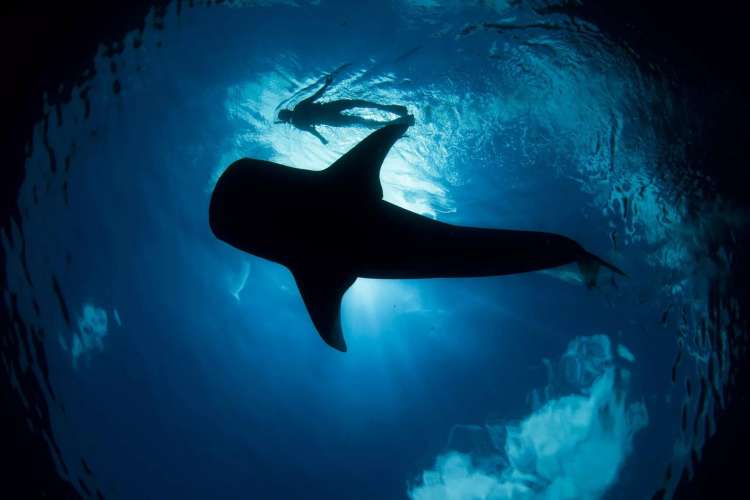 Whale-Shark-Panorama