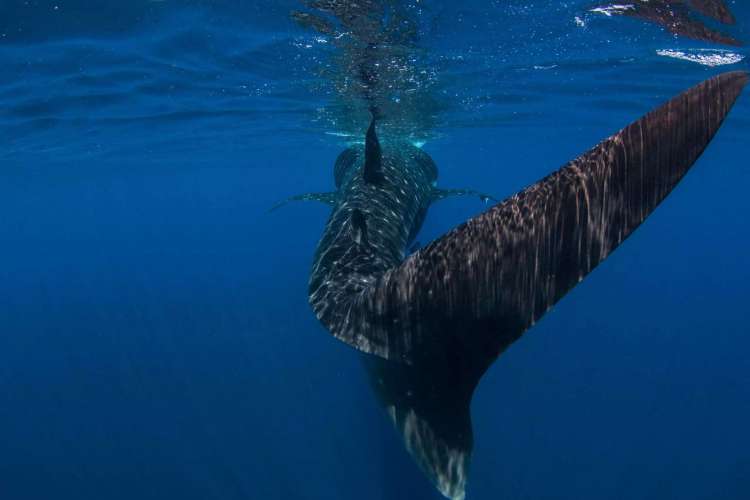 Vista-de-nado-del-tiburón-ballena