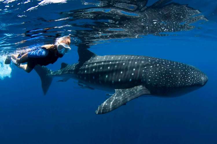 Turista-nadando-con-un-tiburón-ballena-en-Cancún