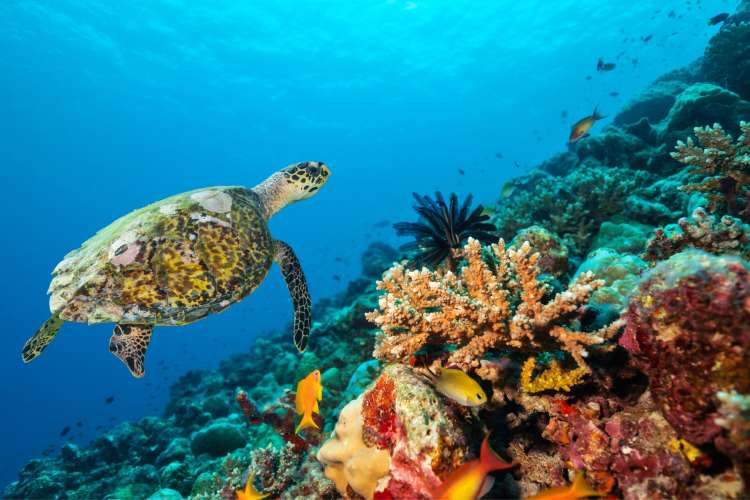 Santuario-de-tortugas-marinas-en-Isla-Saona