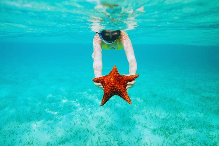 Swimming-with-giant-starfish