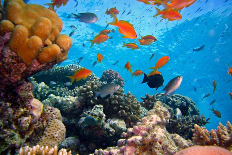 Detalle-de-un-arrecife-en-el-mar-caribe