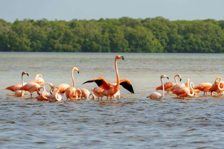 Flamingos-in-Ría-Lagartos